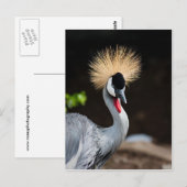 Oost-Afrikaanse kroonkraan Briefkaart (Voorkant / Achterkant)