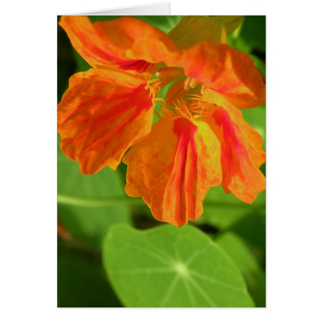 Oost-Indische kers (Voorkant)
