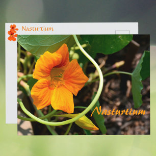 Oost-Indische-Kers Bloem Fotografische Botanische Briefkaart