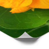 Oost-Indische Kers Bloemen Poster (Hoek)