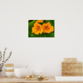 Oost-Indische Kers Bloemen Poster (Keuken)