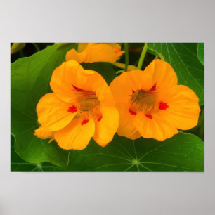 Oost-Indische Kers Bloemen Poster