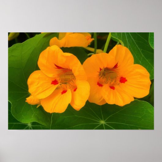 Oost-Indische Kers Bloemen Poster (Voorkant)