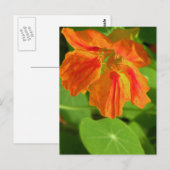Oost-Indische kers Briefkaart (Voorkant / Achterkant)