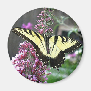 OOST-TIGER SWALLOWTAIL magneet