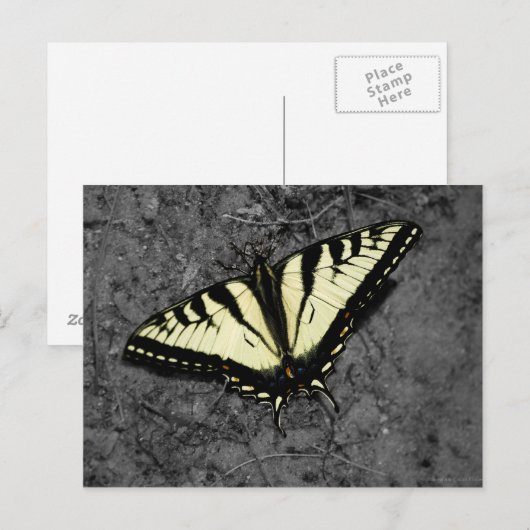 Oost-tijger Briefkaart (Voorkant / Achterkant)