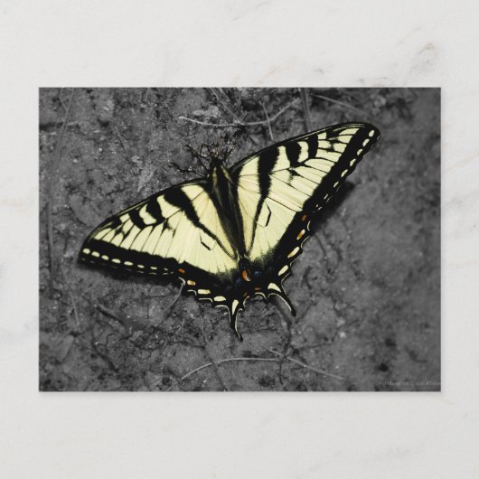 Oost-tijger Briefkaart (Voorkant)