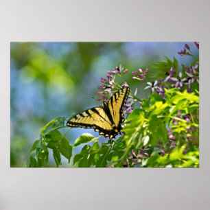 Oost-tijger Swallowtail China Berry Tree Poster