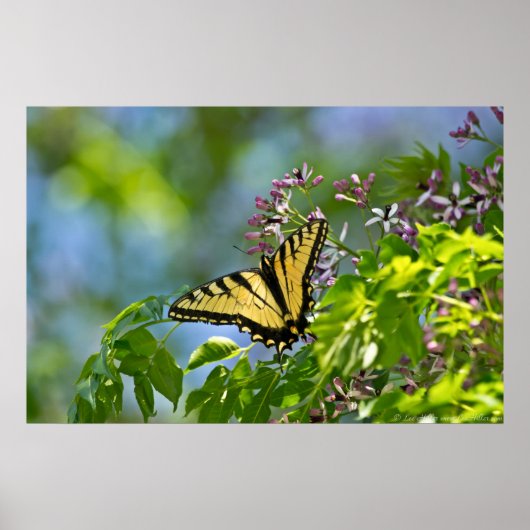 Oost-tijger Swallowtail China Berry Tree Poster (Voorkant)