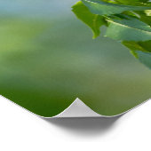 Oost-tijger Swallowtail China Berry Tree Poster (Hoek)