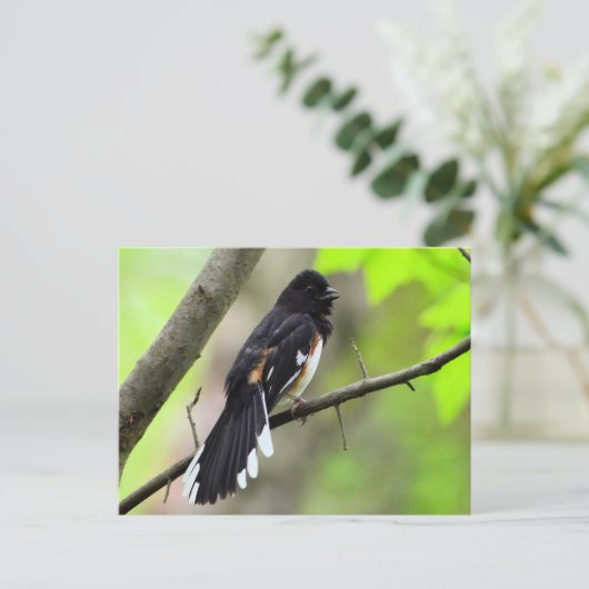 Oostelijk Towhee Briefkaart (Staand voorkant)