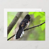 Oostelijk Towhee Briefkaart (Voorkant / Achterkant)