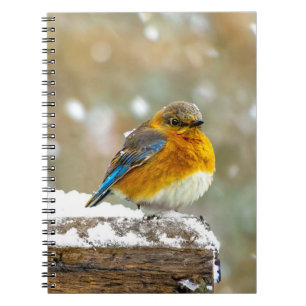 Oostelijke Blauwborst in Sneeuw - Originele Foto Notitieboek