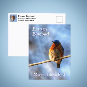 Oostelijke Blauwe Lijster Missouri Staatsvogel Fot Briefkaart