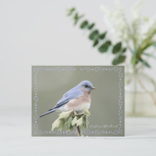 Oostelijke Blauwe Lijster Verzadiging Verwijderd v Briefkaart