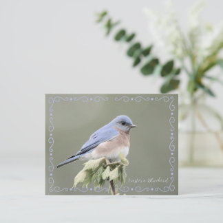 Oostelijke Blauwe Lijster Verzadiging Verwijderd v Briefkaart