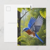 Oostelijke Blauwlijster Briefkaart (Voorkant / Achterkant)