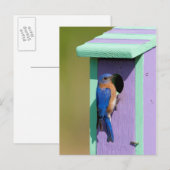 Oostelijke Blauwlijster Briefkaart (Voorkant / Achterkant)