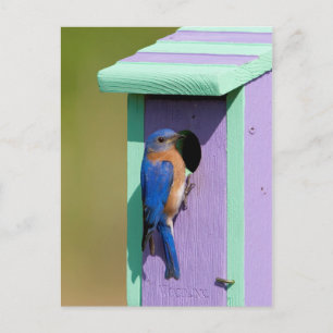 Oostelijke Blauwlijster Briefkaart