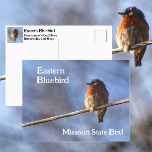 Oostelijke Blauwstaart Missouri Staatsvogel Fotogr Briefkaart