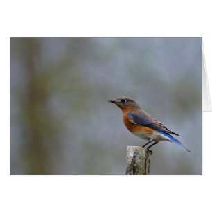Oostelijke Blauwvogel