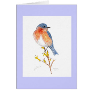 oostelijke blauwvogel