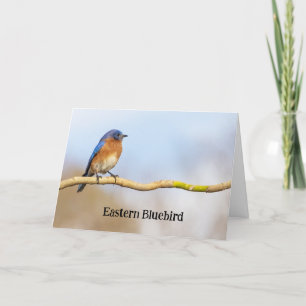 Oostelijke Blauwvogel Bedankkaart