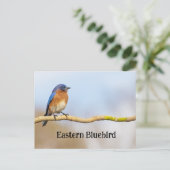 Oostelijke Blauwvogel Briefkaart (Staand voorkant)