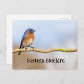Oostelijke Blauwvogel Briefkaart (Voorkant / Achterkant)