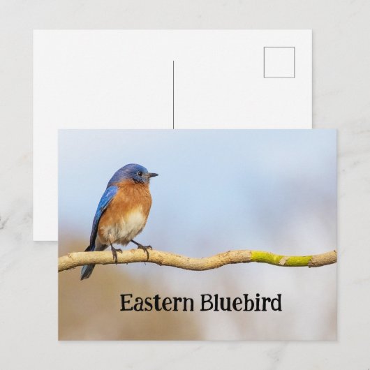 Oostelijke Blauwvogel Briefkaart (Voorkant / Achterkant)