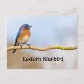 Oostelijke Blauwvogel Briefkaart (Voorkant)