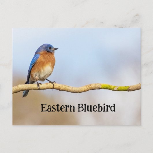 Oostelijke Blauwvogel Briefkaart (Voorkant)