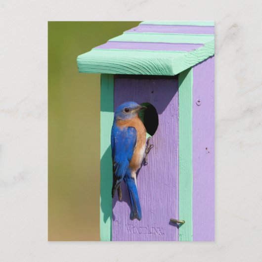 Oostelijke Blauwvogel Briefkaart (Voorkant)