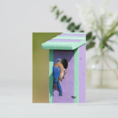 Oostelijke Blauwvogel Briefkaart (Staand voorkant)