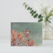 Oostelijke Blauwvogel Briefkaart (Staand voorkant)