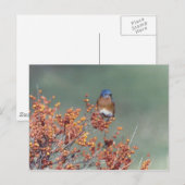 Oostelijke Blauwvogel Briefkaart (Voorkant / Achterkant)