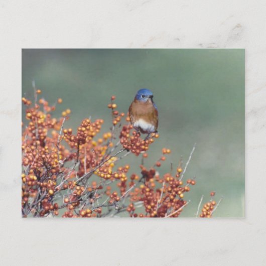 Oostelijke Blauwvogel Briefkaart (Voorkant)
