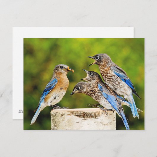 Oostelijke Blauwvogel Briefkaart (Voorkant / Achterkant)