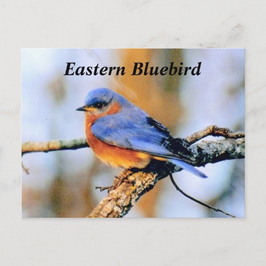 Oostelijke Blauwvogel Briefkaart (Voorkant)