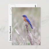 Oostelijke Blauwvogel Briefkaart (Voorkant / Achterkant)