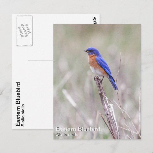 Oostelijke Blauwvogel Briefkaart (Voorkant / Achterkant)