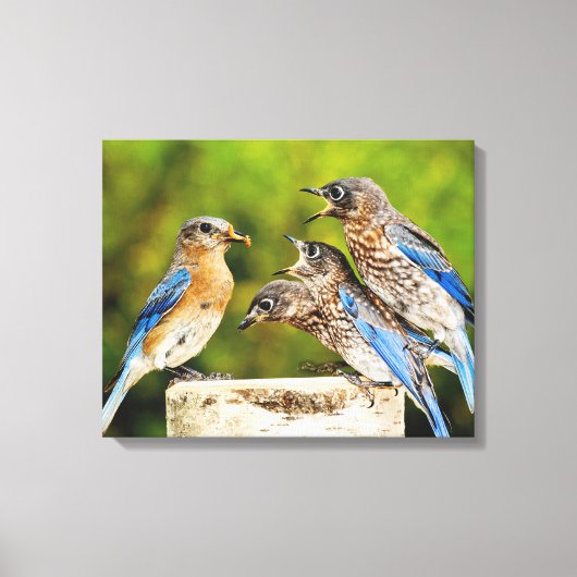Oostelijke Blauwvogel Canvas Afdruk (Voorkant)