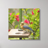 Oostelijke Blauwvogel Canvas Afdruk (Voorkant)