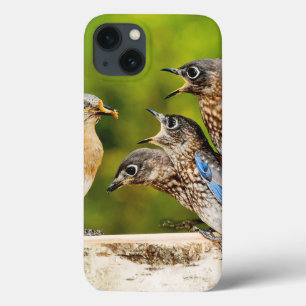 Oostelijke Blauwvogel iPhone 13 Hoesje