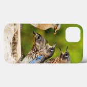 Oostelijke Blauwvogel Case-Mate iPhone Case (Achterkant (horizontaal))