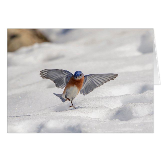 Oostelijke Blauwvogel dansend in de sneeuw (Voorkant Horizontaal)