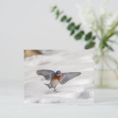 Oostelijke Blauwvogel dansend in de sneeuw Briefkaart (Staand voorkant)
