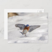 Oostelijke Blauwvogel dansend in de sneeuw Briefkaart (Voorkant / Achterkant)