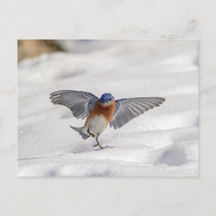 Oostelijke Blauwvogel dansend in de sneeuw Briefkaart