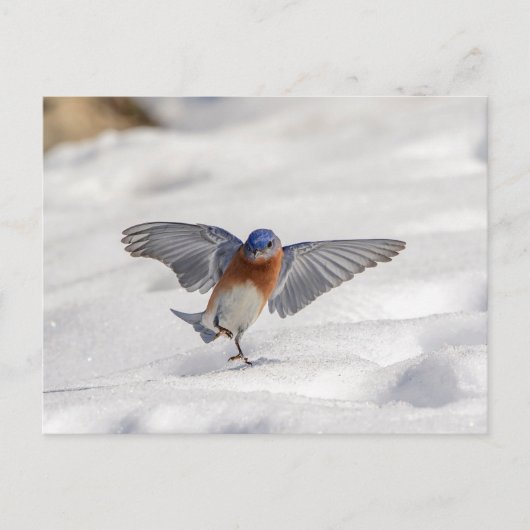 Oostelijke Blauwvogel dansend in de sneeuw Briefkaart (Voorkant)